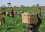 Curbing hunger: Plateau farmers appeal to govt. for cheap, available fertiliser