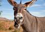 NESREA uncovered donkey abattoirs in Adamawa