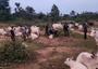 Kogi gov’t recovers 1,000 rustled livestock from bandit gang