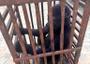 Customs rescues baby gorilla, arrests suspected wildlife trafficker in Kano