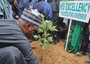 Deforestation: Borno LGA distributes 150, 000 tree seedlings to residents