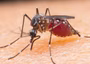 DSGN marks mosquito day 2026 with progress on innovative malaria research initiative