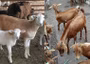 FG trains 60 veterinarians to eradicate PPR in sheep, goats by 2030