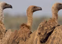 NCF urges urgent action to save Nigeria’s vultures