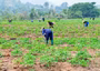 FG advances food security through ONSA AgriShield Initiative