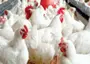 The crisis threatening Nigeria’s poultry industry