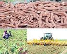 Importance of young people investing in agriculture