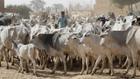 Ranching is the only road to ending farmers-herders clashes