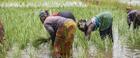 Senegal boosting economic growth through agric modernisation – MPs